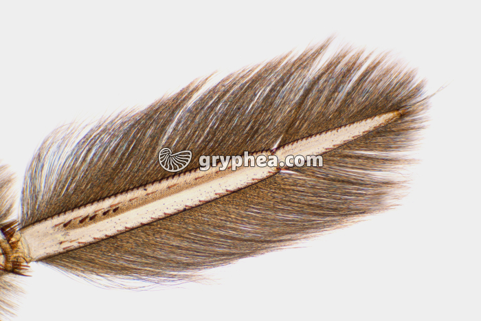 Patte natatoire de Notonecte (Notonecta maculata) x7 - gryphea.org